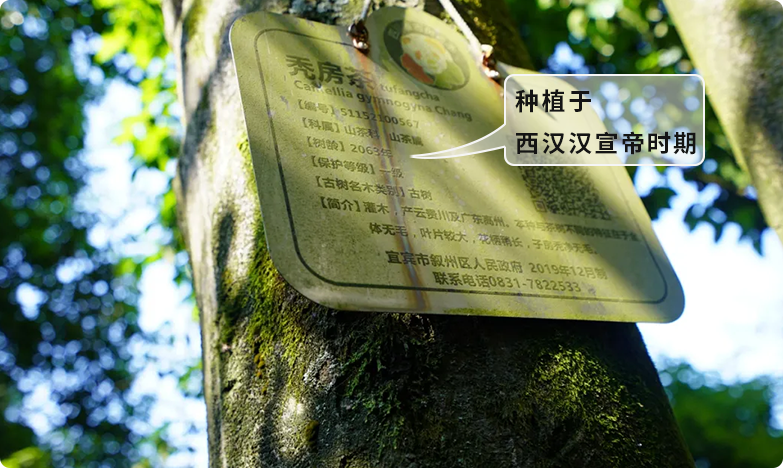西汉秃房茶