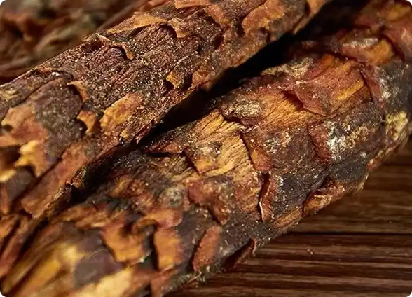 五年生肉苁蓉特性